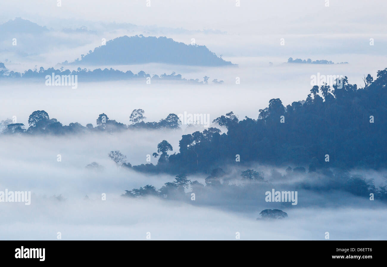 L'aube sur le Danum Valley Sabah à Bornéo Malaisien avec collines et forêts arbres émergeant de la brume du matin Banque D'Images