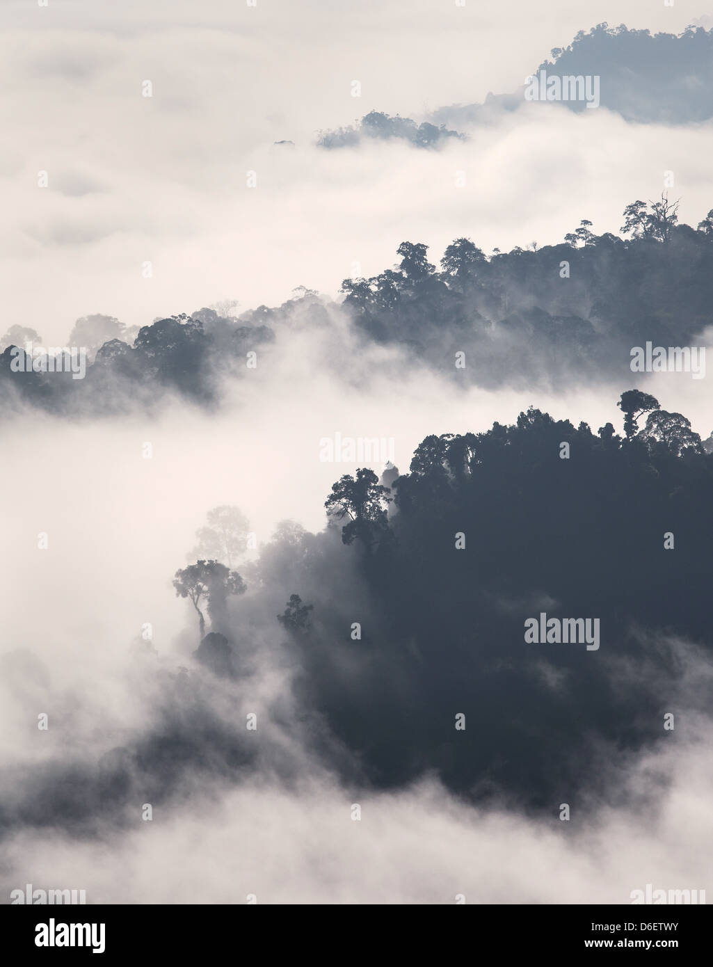 Collines couvertes de forêt tropicale qui sortent de la brume du matin dans la Danum Valley dans Sabah, Borneo Banque D'Images
