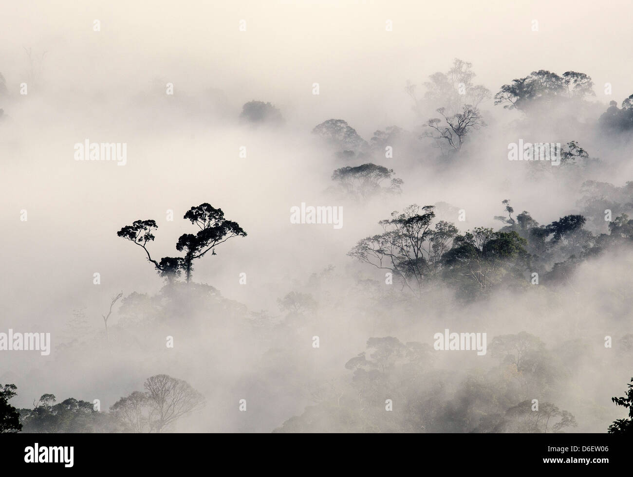 L'aube sur le Danum Valley Sabah à Bornéo Malaisien avec pluie arbres forestiers émergeant de la brume du matin Banque D'Images