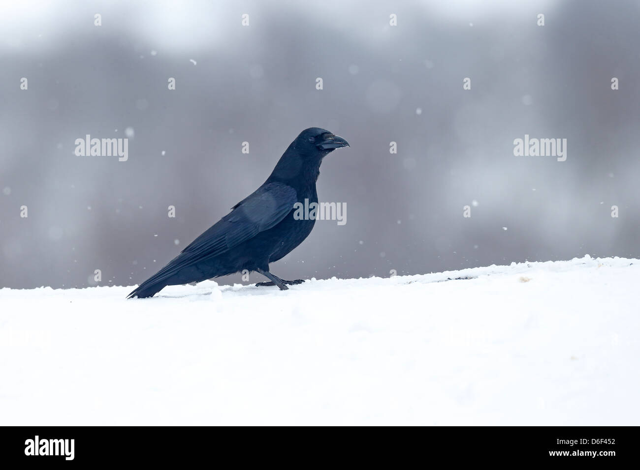Corneille noire, Corvus corone, seul oiseau sur la neige, dans le Warwickshire, Mars 2013 Banque D'Images