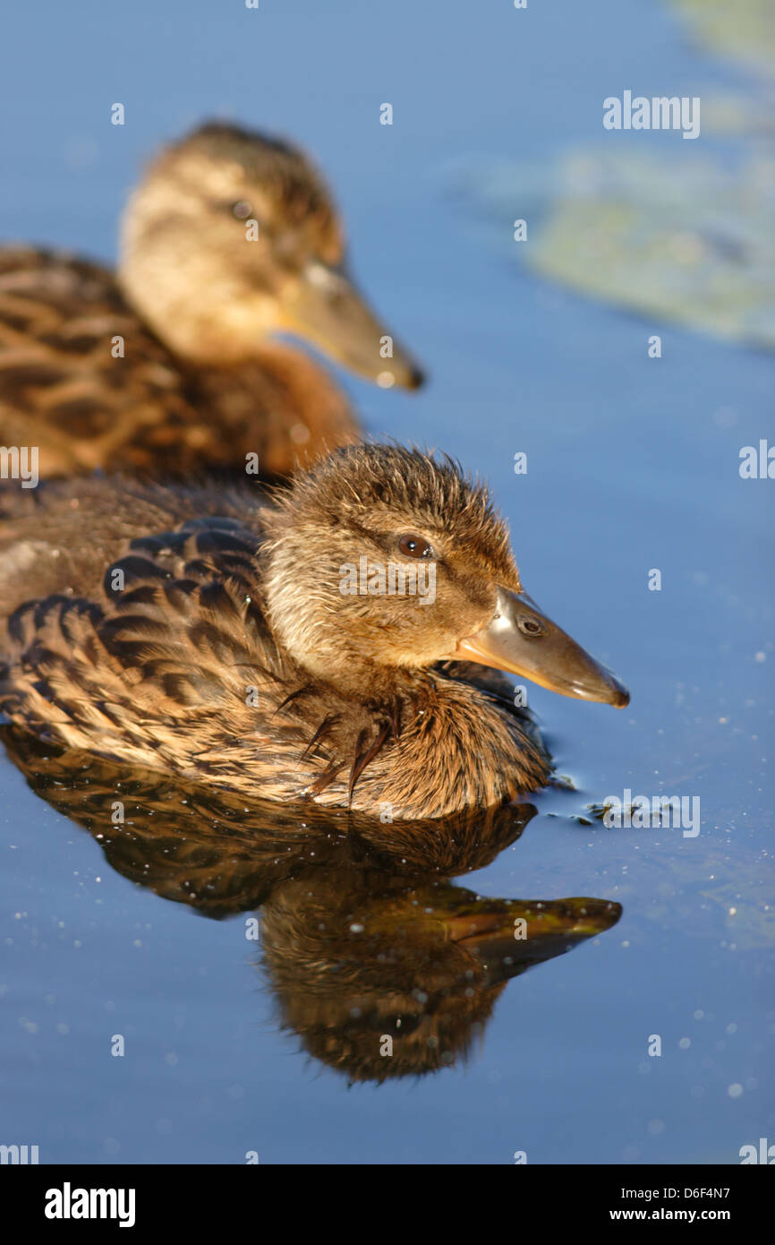 Les jeunes Canards colverts (Anas platyrhynchos) canetons. L'Europe Banque D'Images