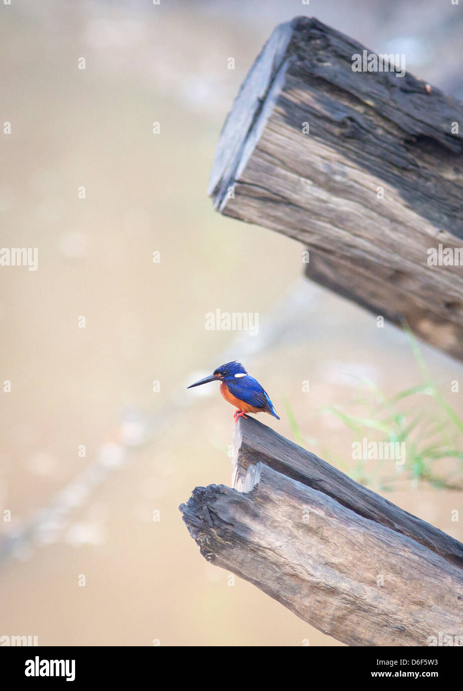 Blue Eared Kingfisher Alcedo meninting sciés sur les troncs d'arbres surplombant la rivière Kinabatangan dans Sabah, Borneo Banque D'Images