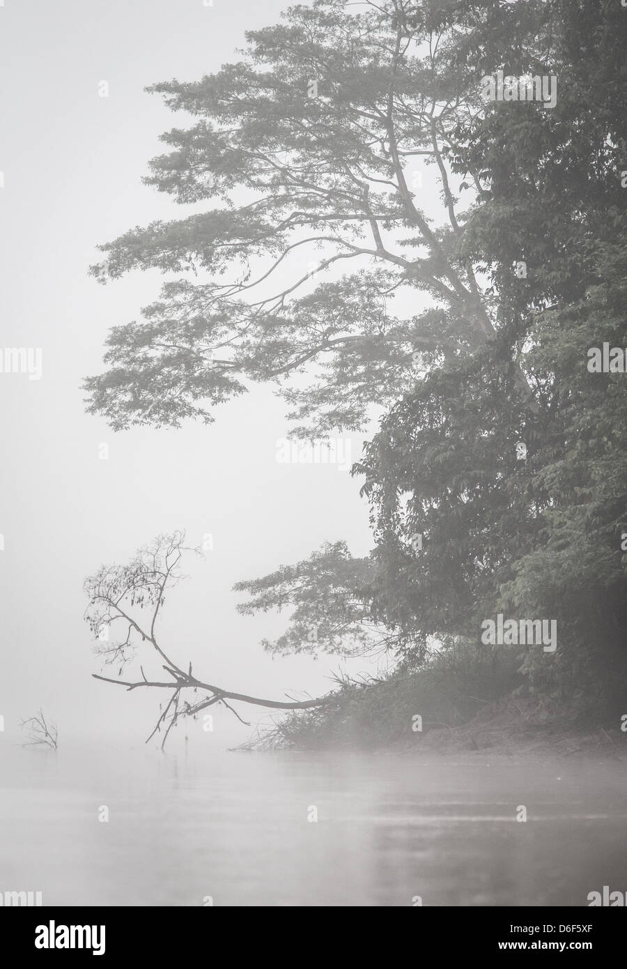 Les arbres de la forêt tropicale dans la brume du matin sur les rives de la rivière Kinabatangan dans Sabah, Bornéo Malaisien Banque D'Images