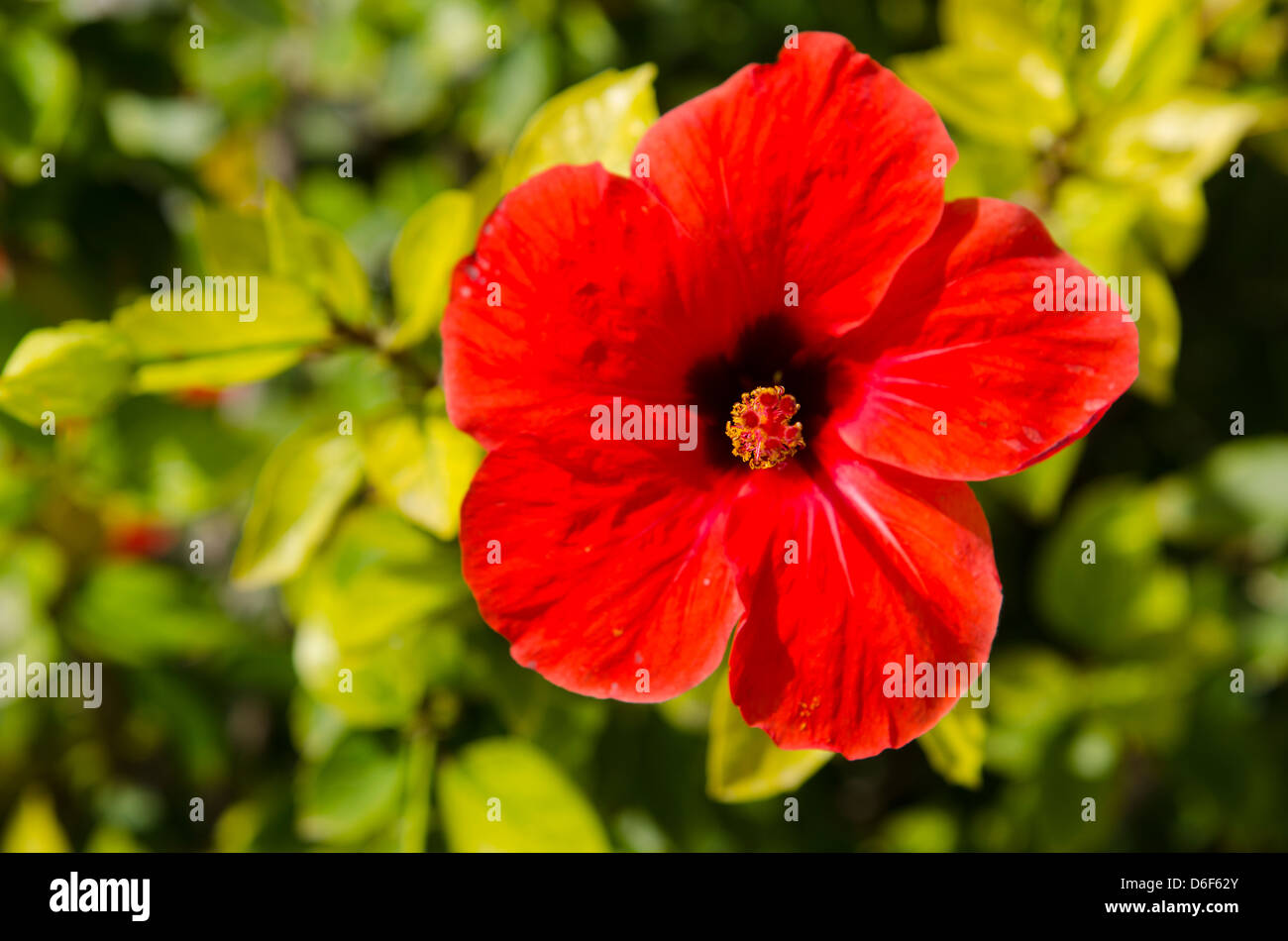 Beau Gros Plan Dune Fleur Rouge Vif Sur Une Plante à