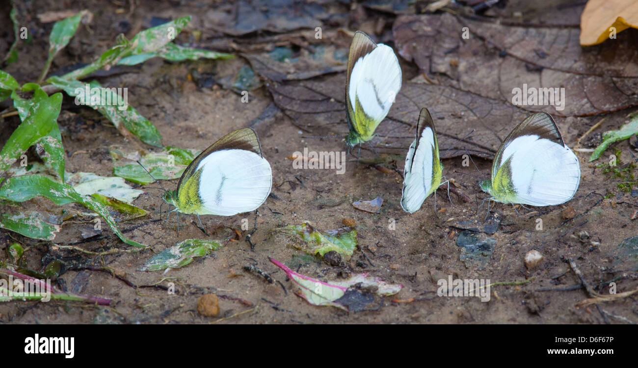 Quatre papillons à même le sol forestier par la rivière Kinabatangan dans Sabah, Borneo de prendre l'eau riche en sels minéraux Banque D'Images