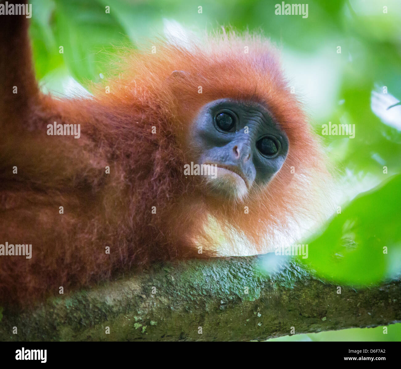 La feuille rouge ou singe écureuil rubicunda Entelle dans une forêt près de la pluie dans les grottes de Gomantong Sabah Bornéo Banque D'Images
