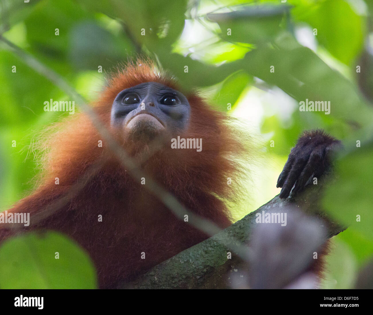 La feuille rouge ou singe écureuil rubicunda Entelle dans une forêt près de la pluie dans les grottes de Gomantong Sabah Bornéo Banque D'Images