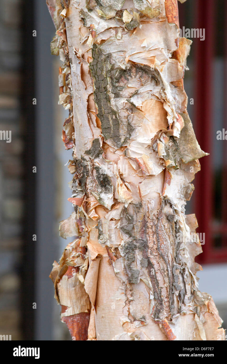 Close up of papyracée River Birch Tree bark Banque D'Images