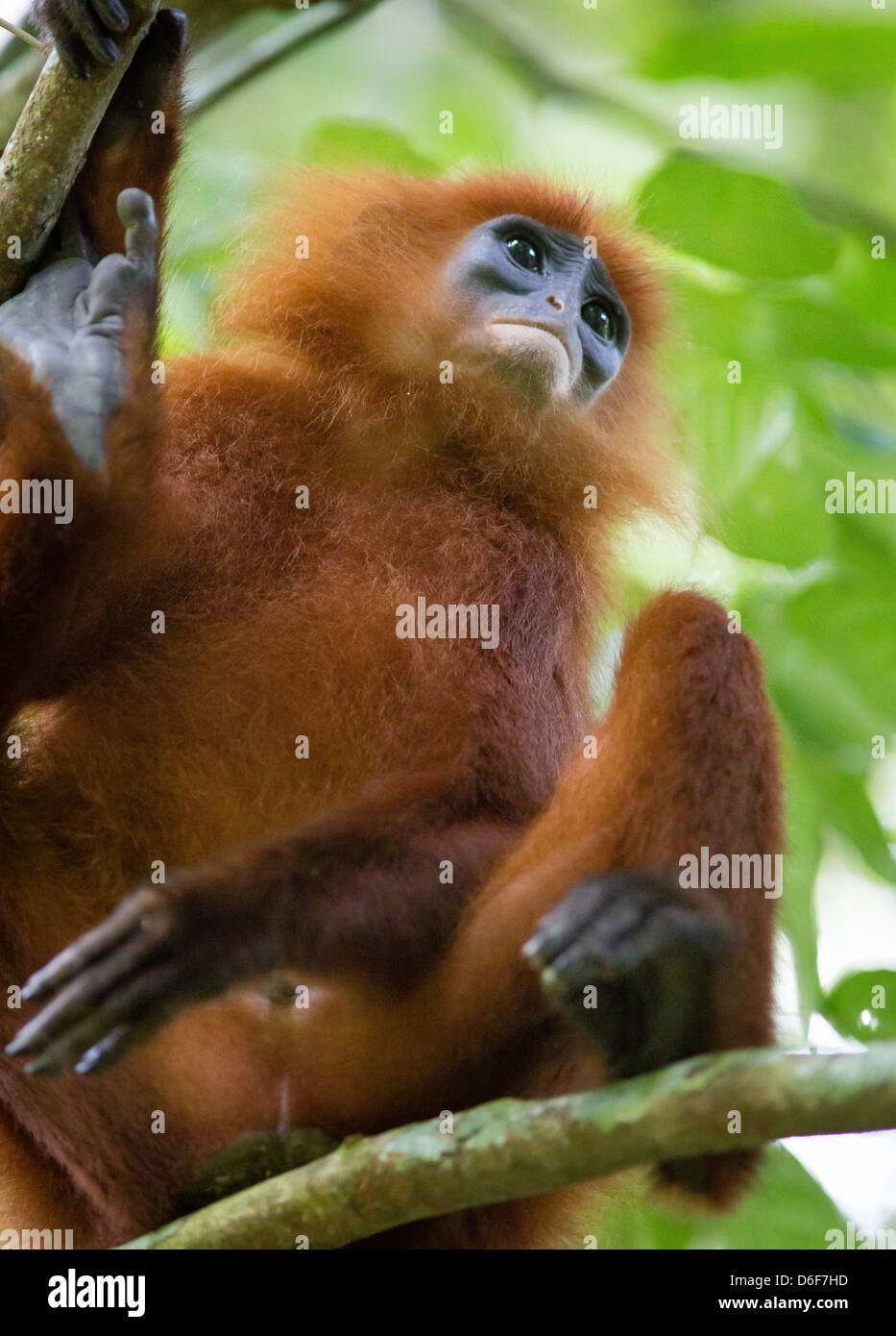 La feuille rouge ou singe écureuil rubicunda Entelle dans une forêt près de la pluie dans les grottes de Gomantong Sabah Bornéo Banque D'Images