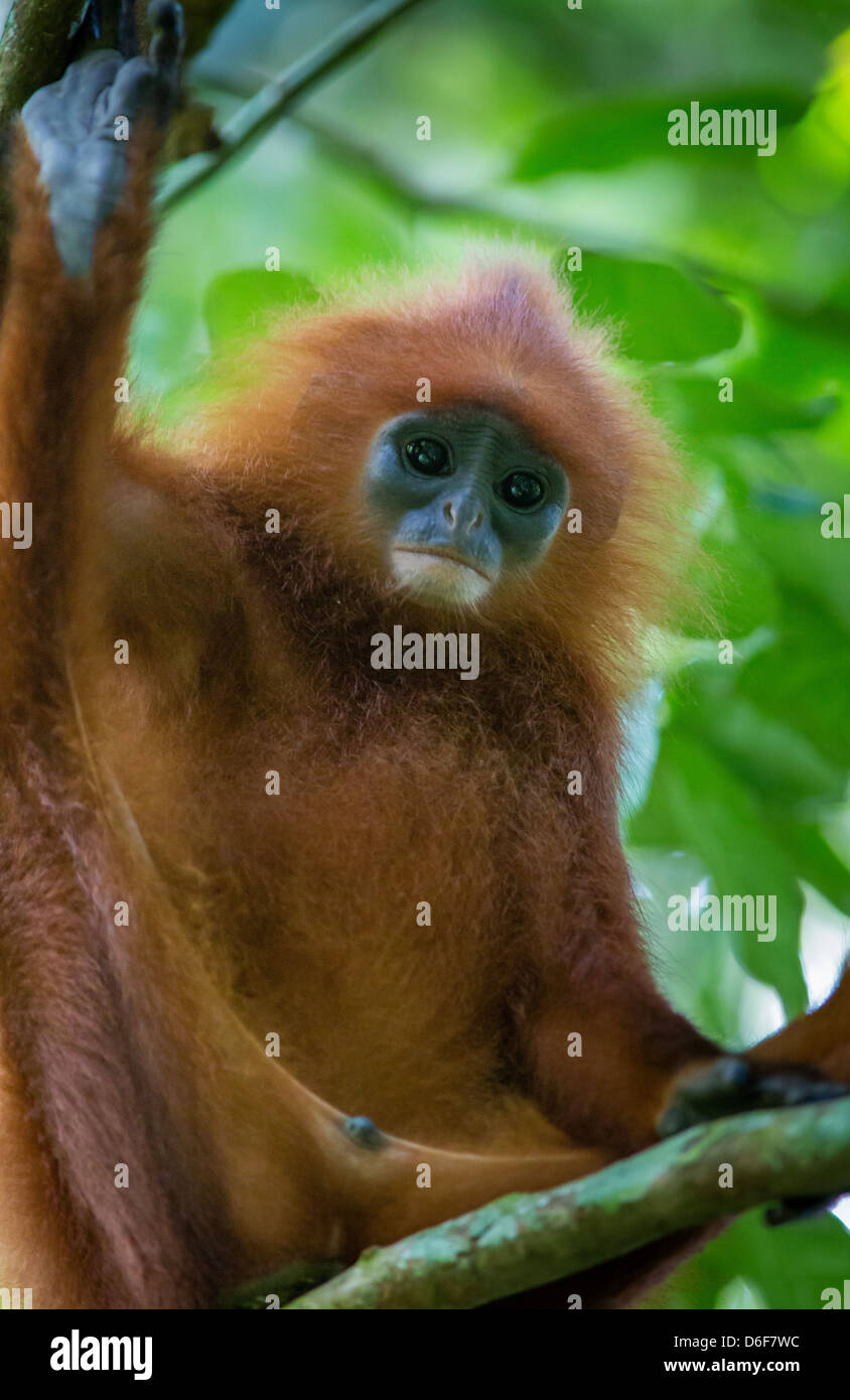 La feuille rouge ou singe écureuil rubicunda Entelle dans une forêt près de la pluie dans les grottes de Gomantong Sabah Bornéo Banque D'Images