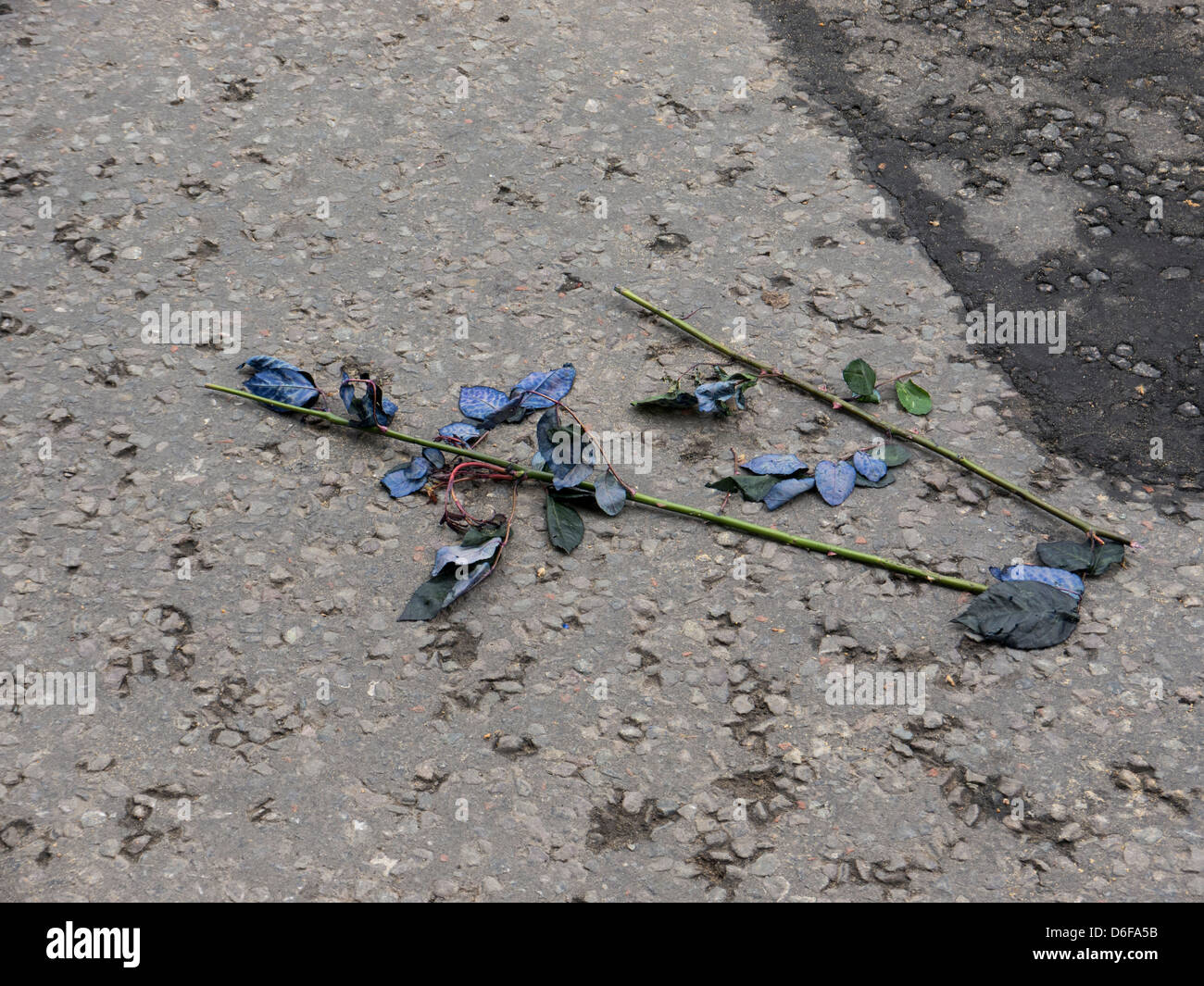 Blue roses jetées à l'enterrement de Margaret Thatcher à la Cathédrale de St Paul, signifiant la fin de la Dame de fer. Banque D'Images