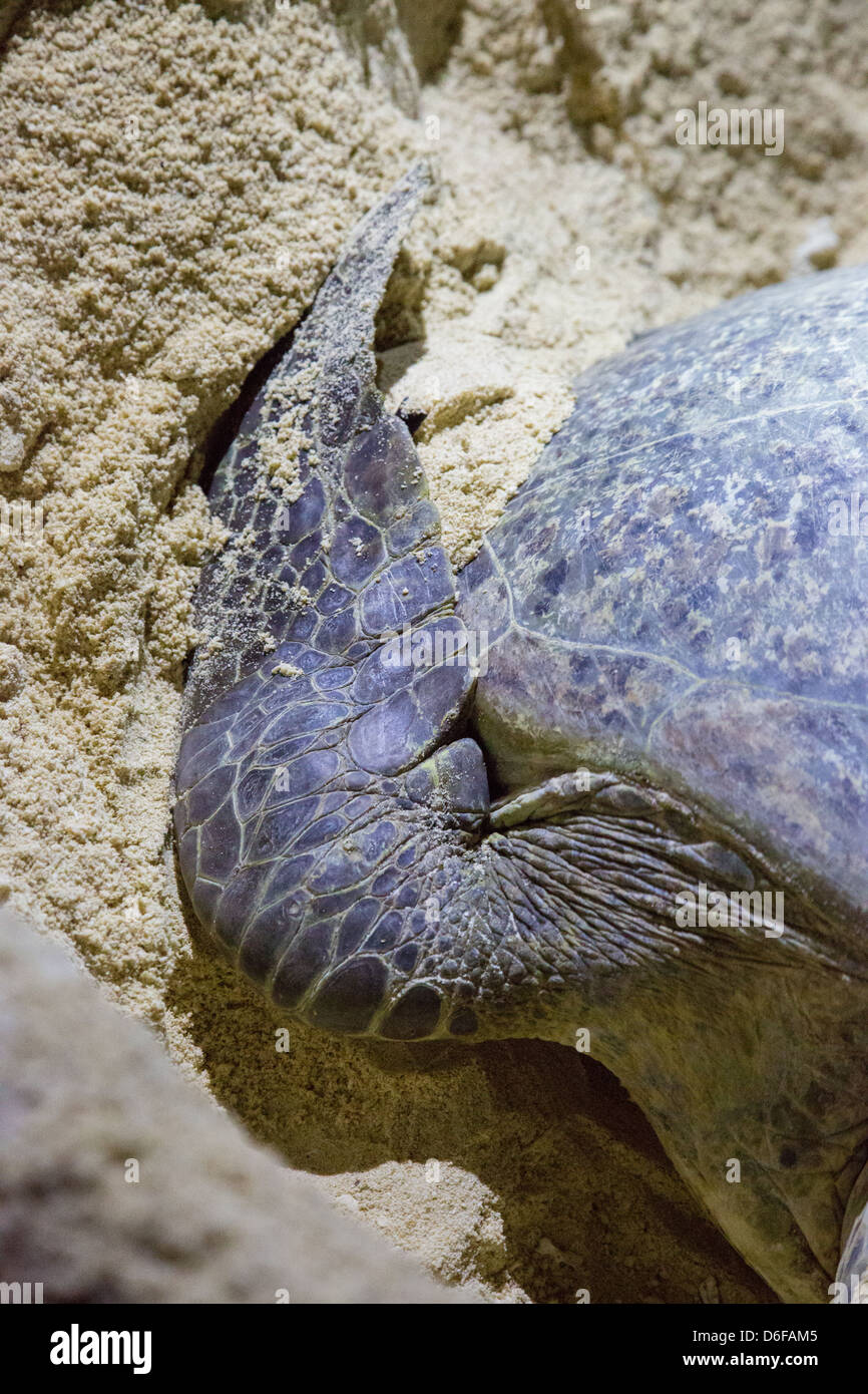 Flipper avant grand d'une tortue verte femelle pelleter du sable dans le trou qu'elle a déposé ses oeufs dans la nuit Sabah Bornéo Banque D'Images