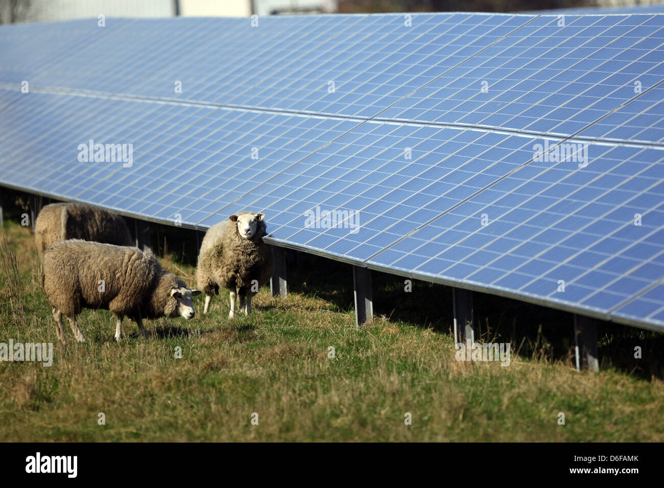 Horstedt, l'Allemagne, l'énergie solaire ferme avec des moutons Banque D'Images