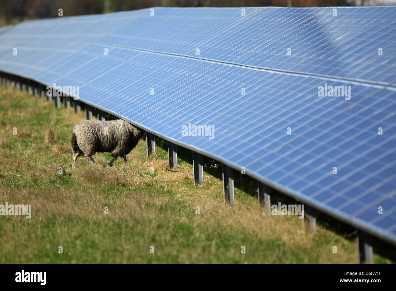 Horstedt, l'Allemagne, l'énergie solaire ferme avec des moutons Banque D'Images