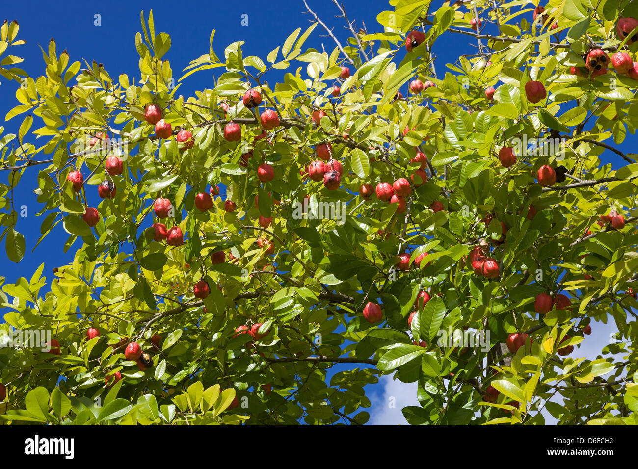 les-fructifications-de-plus-en-plus-sur-la-jamaican-ackee-tree-st-lucia-d6fch2.jpg