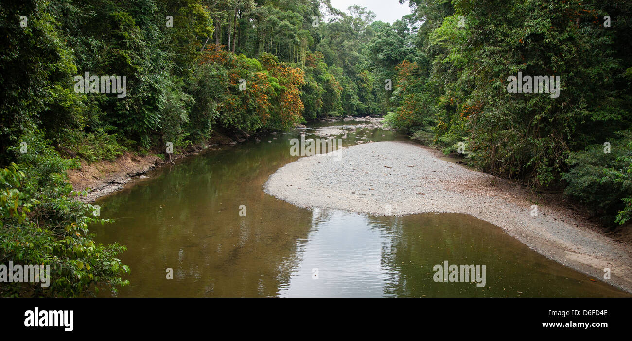Un tronçon de la paisible rivière Danum dans la Danum Valley Conservation dans Sabah Bornéo Banque D'Images