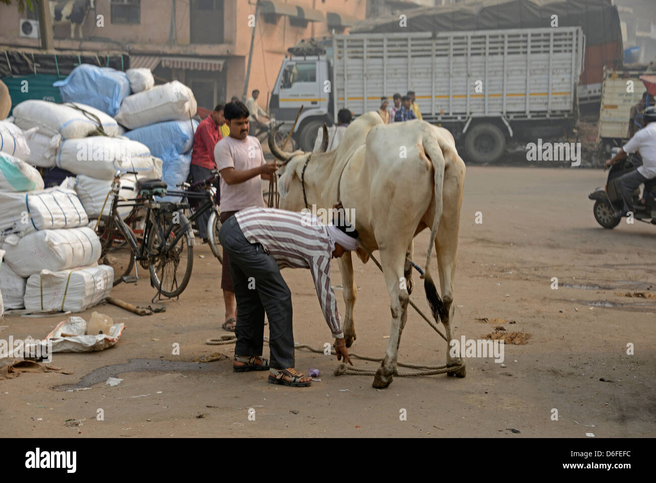 Une corde est utilisée pour attacher une vache autour de ses jambes pour raquette par le forgeron dans une rue de la vieille ville de Delhi, Inde. Banque D'Images