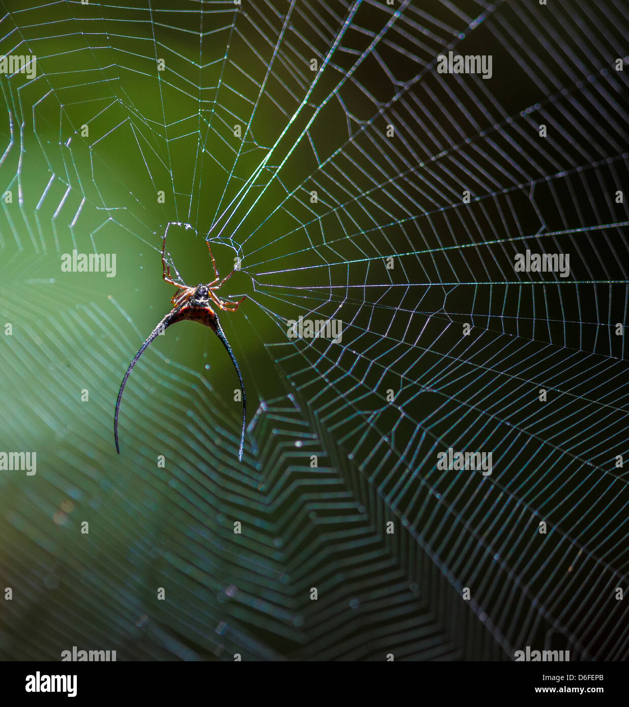 Gasteracantha araignée cornu arcuata suspendu à son site web dans le sous-bois de forêt humide dans la Danum Valley Sabah Bornéo Banque D'Images