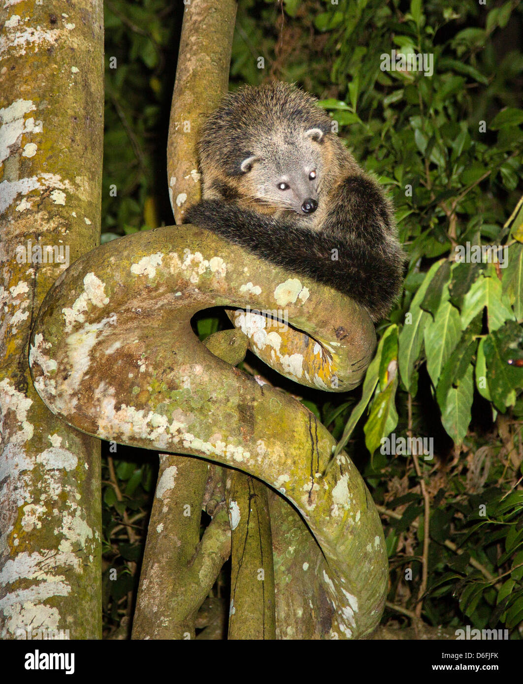 Bearcat ou Binturong assis sur le tronc d'un figuier Étrangleur de nuit dans la forêt secondaire de Sabah Bornéo Banque D'Images