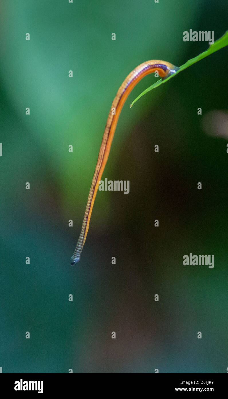 Tiger Leech accrochée à une feuille en attente de sang chaud qui passe dans un mammifères de la forêt tropicale de Bornéo Banque D'Images