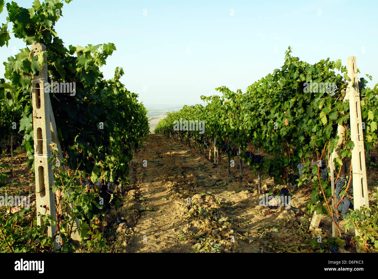 Raisins de vigne,Toscane Banque D'Images