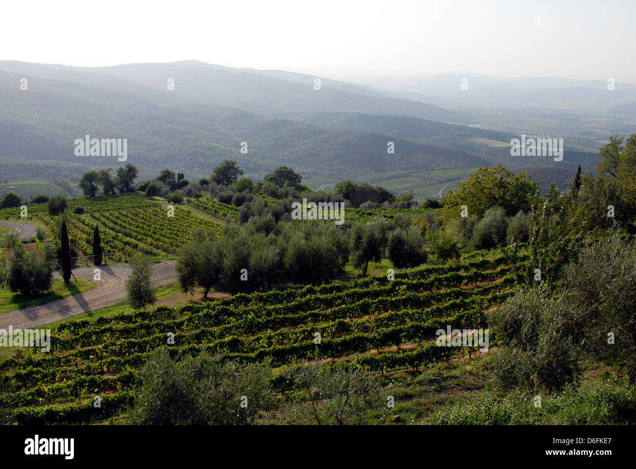 Vignoble, Toscane Banque D'Images
