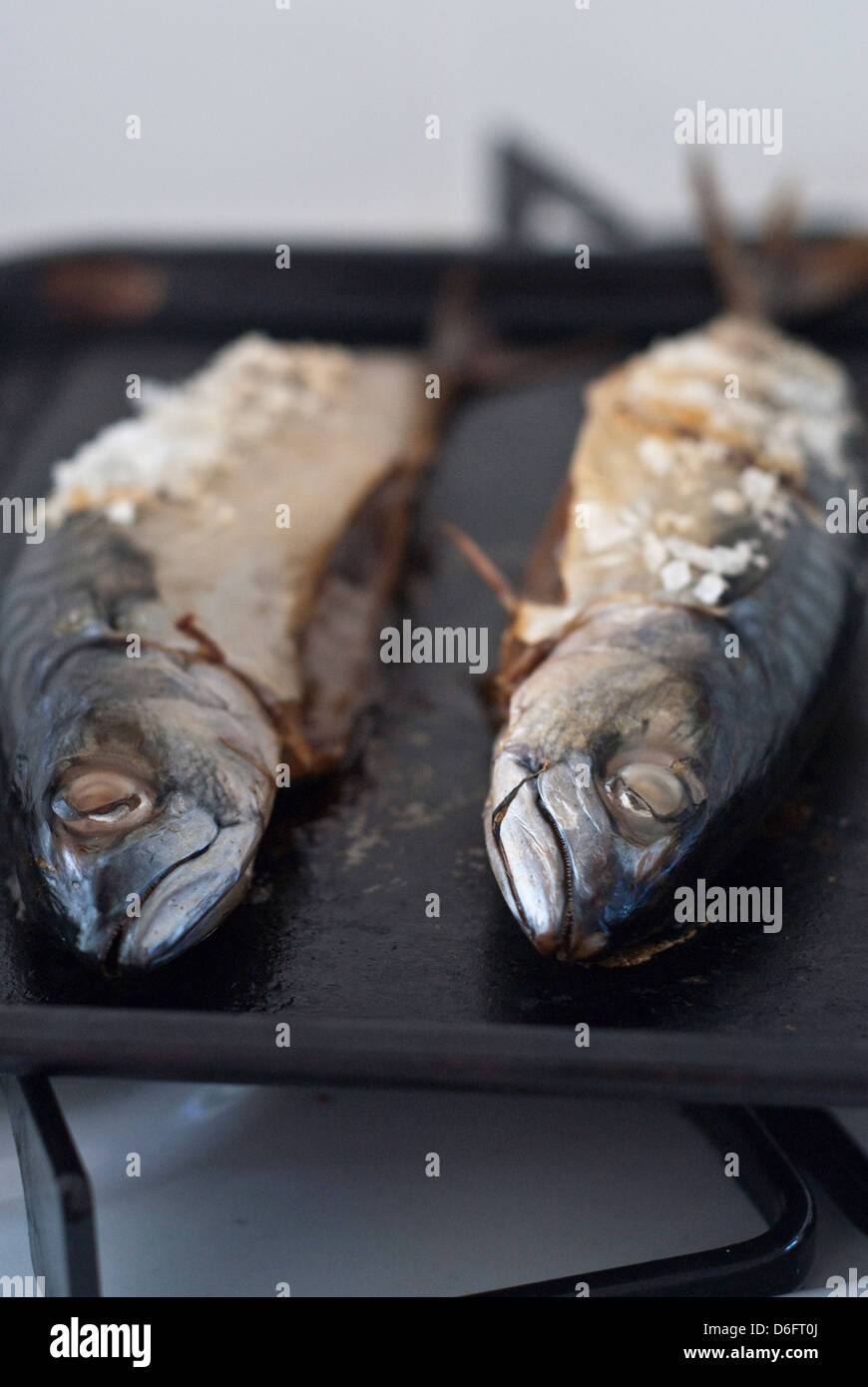 Maquereau Banque D'Images