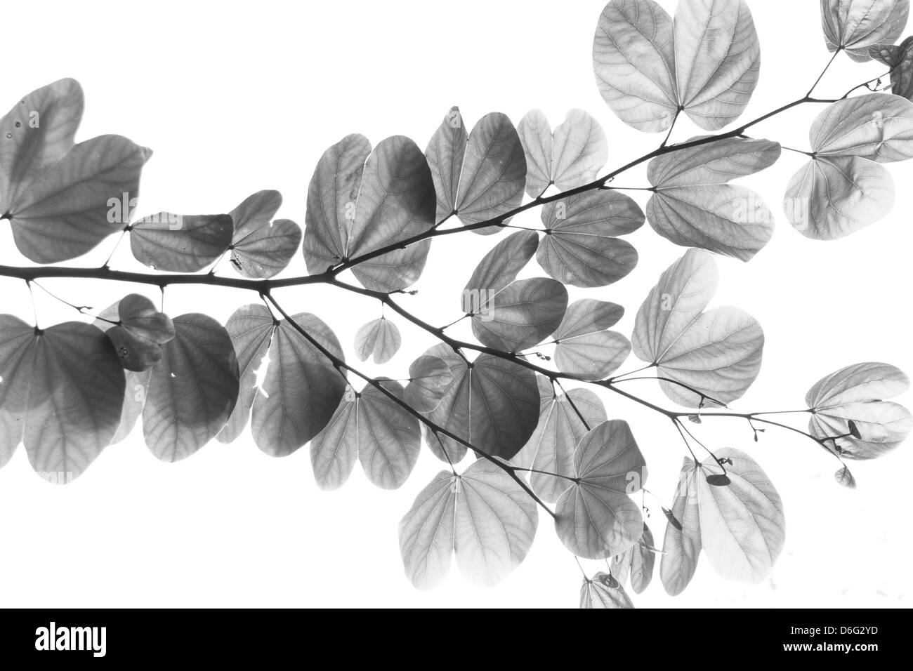 Leaf en noir et blanc Banque D'Images