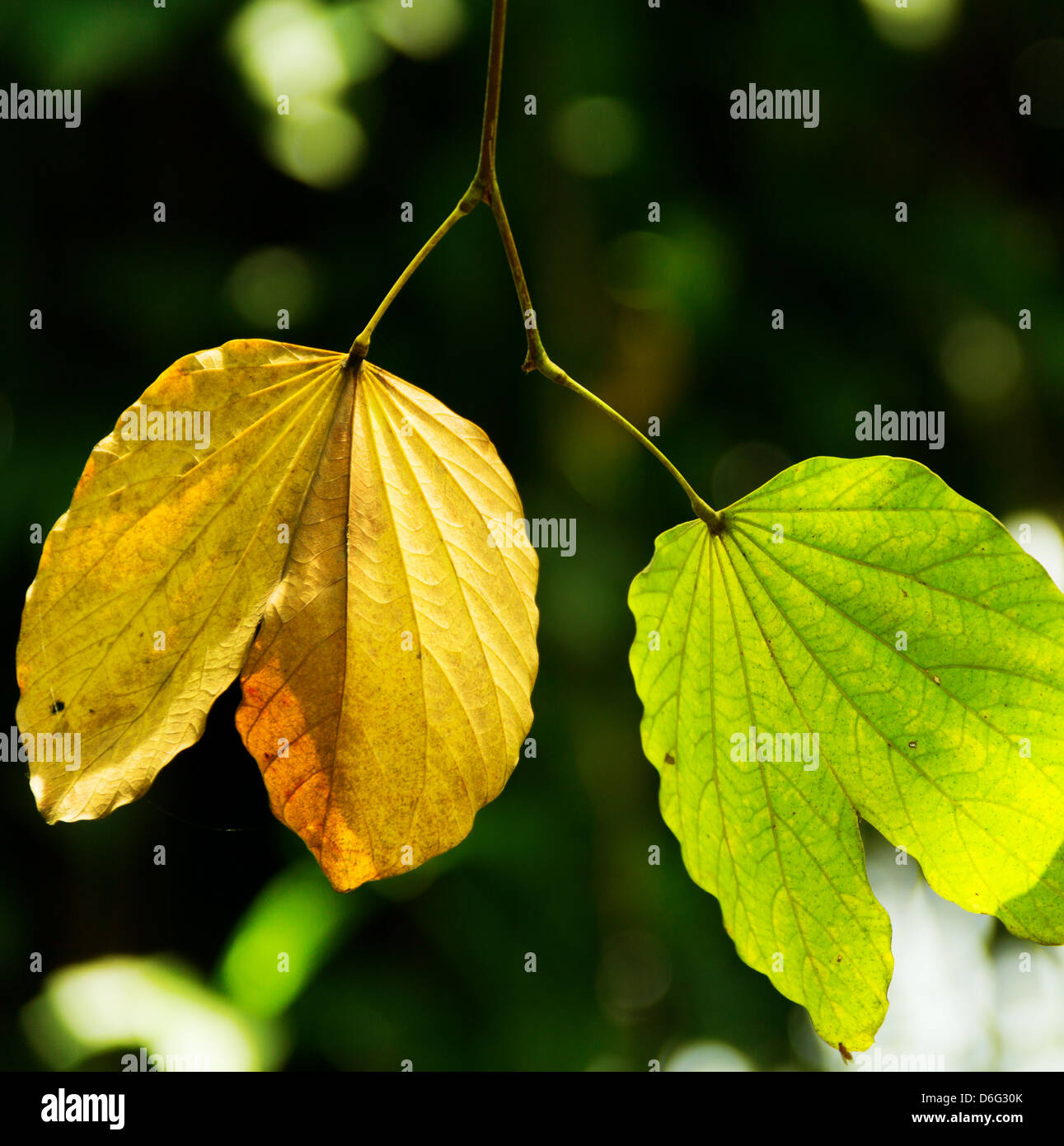 Leaf Banque D'Images