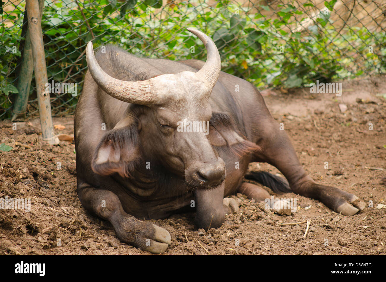 Buffle d'Afrique dans un zoo, Kerala, Inde Banque D'Images