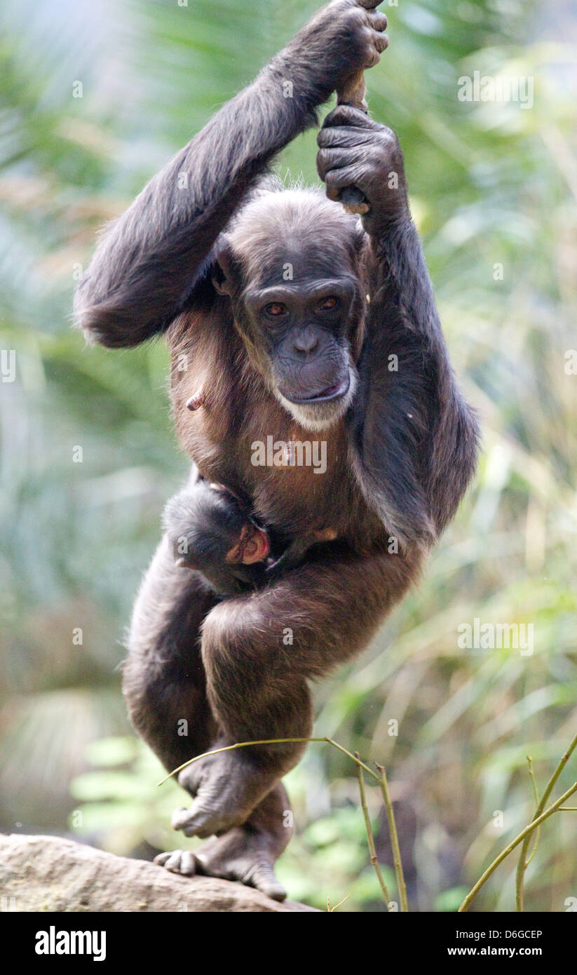 Nayla Bebe Chimpanze Pend Du Ventre De Sa Mere Vanessa Au Zoo De Osnabruck Allemagne 10