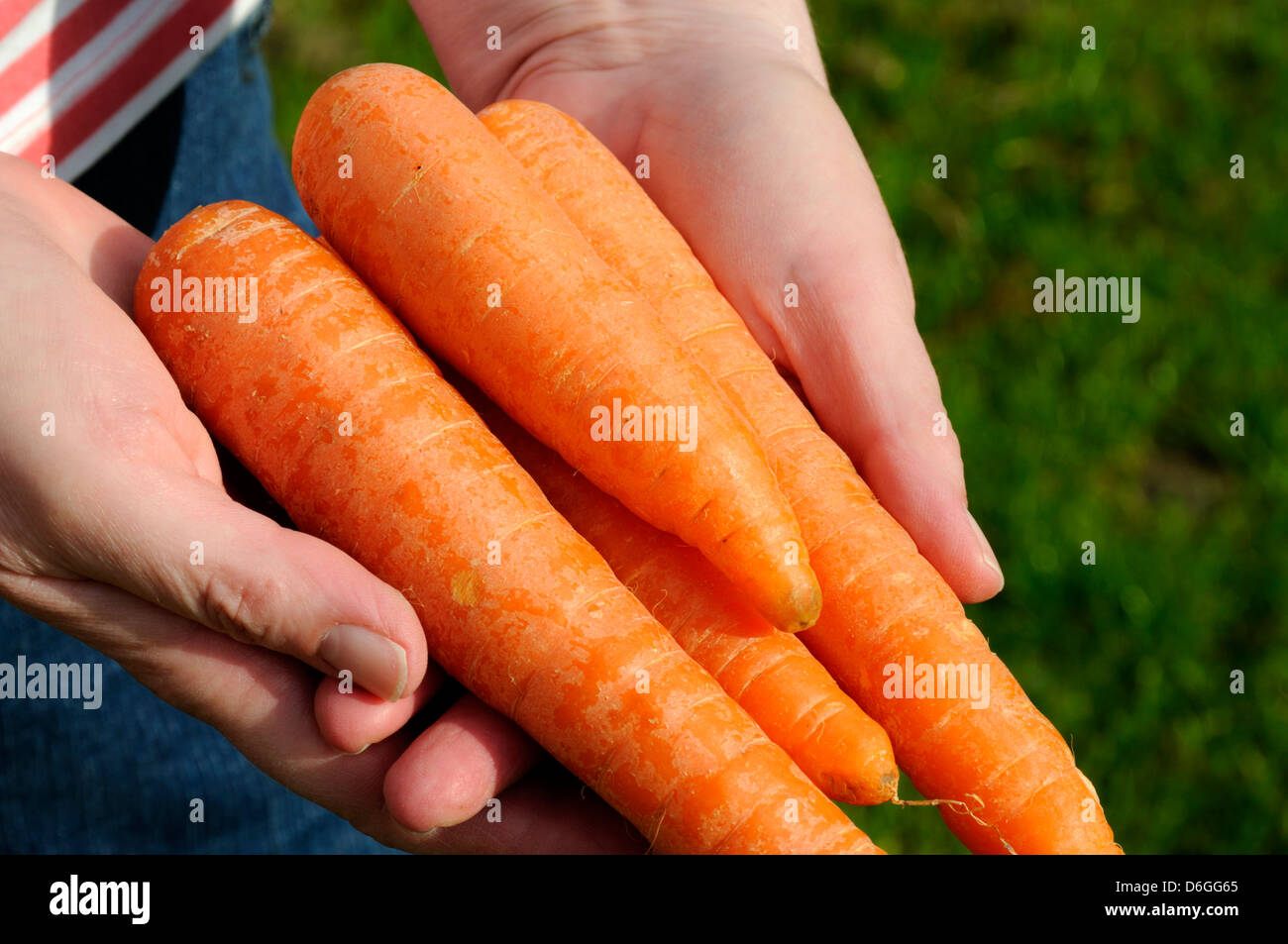 Close-up of woman holding Organic Carrots in hands Banque D'Images