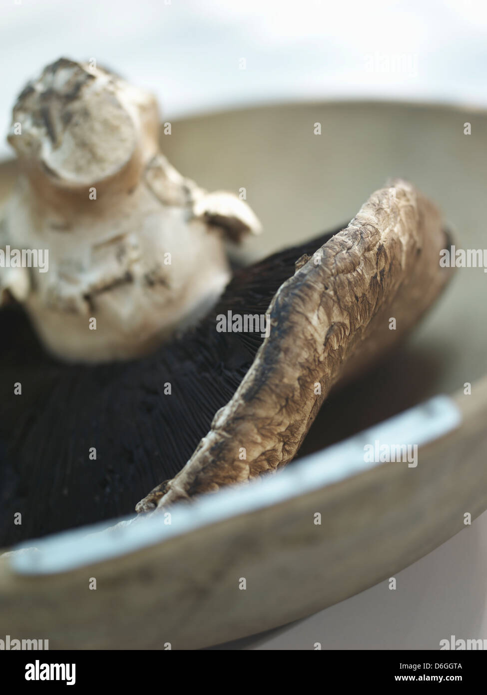 Champignon Banque D'Images