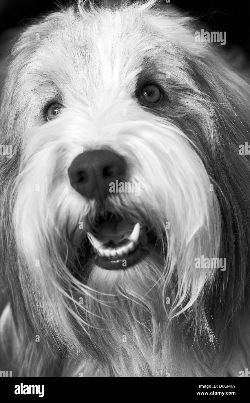 Le visage d'un sympathique vieux English Sheepdog Banque D'Images