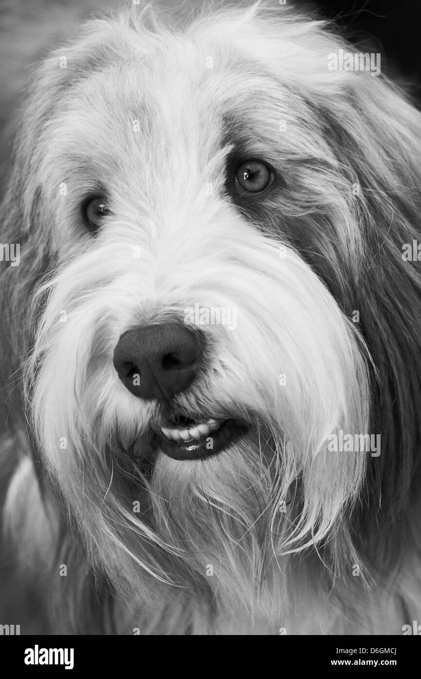 Le visage d'un sympathique vieux English Sheepdog Banque D'Images