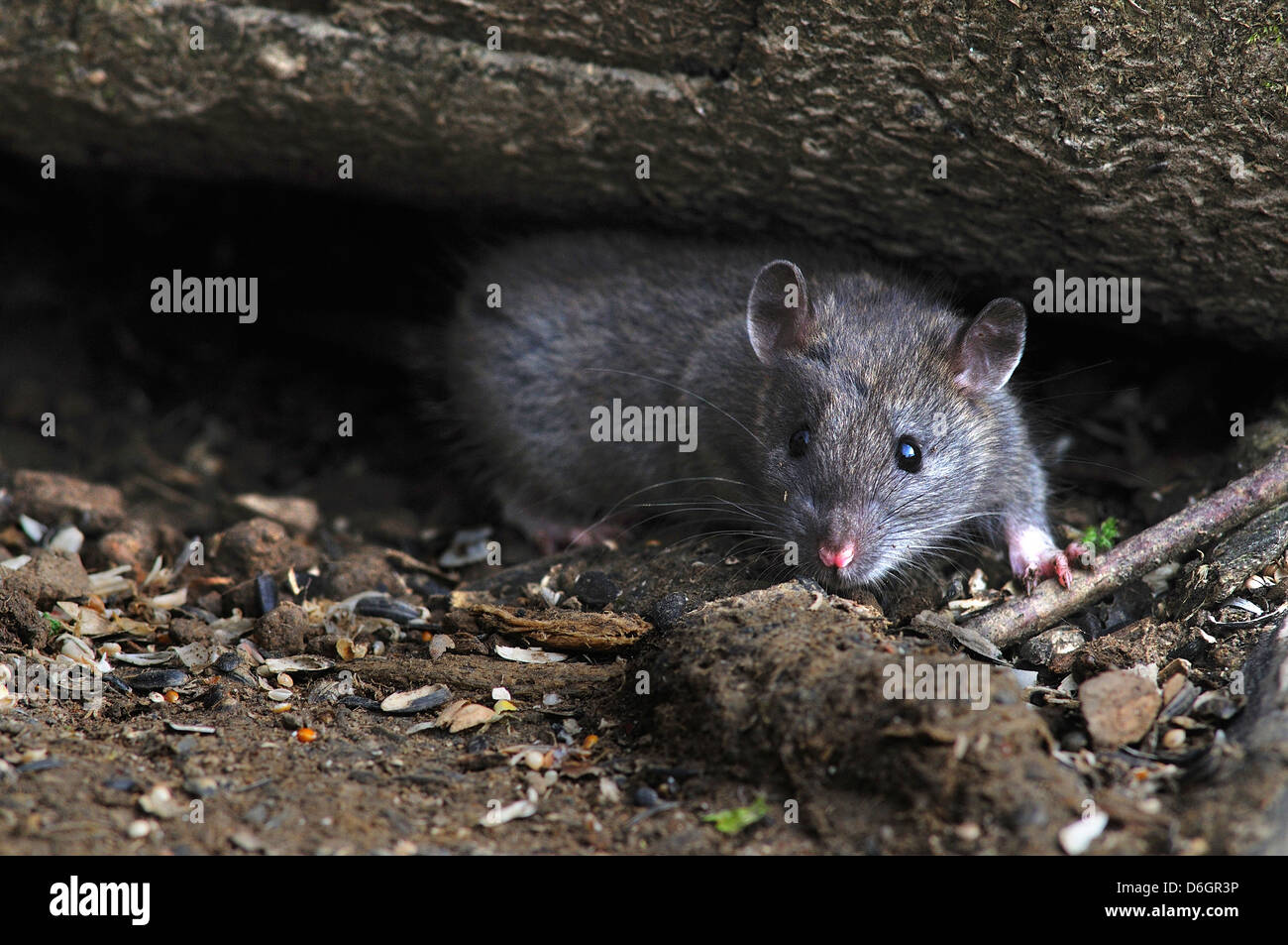 rat brun Banque D'Images