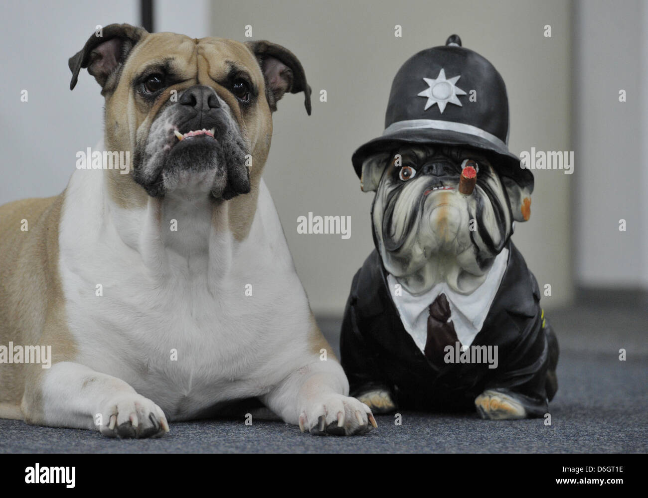 Il y a une certaine ressemblance entre chien de protection 'Emely' (L) et d'un bulldog en plastique dans un studio de remise en forme à Hanau, Allemagne, 23 février 2012. Bien que le plastique bulldog dans le style d'un Bobby anglais sert de décoration, Emely garde un œil attentif sur son très propriétaire studio de remise en forme. Photo : BORIS ROESSLER Banque D'Images