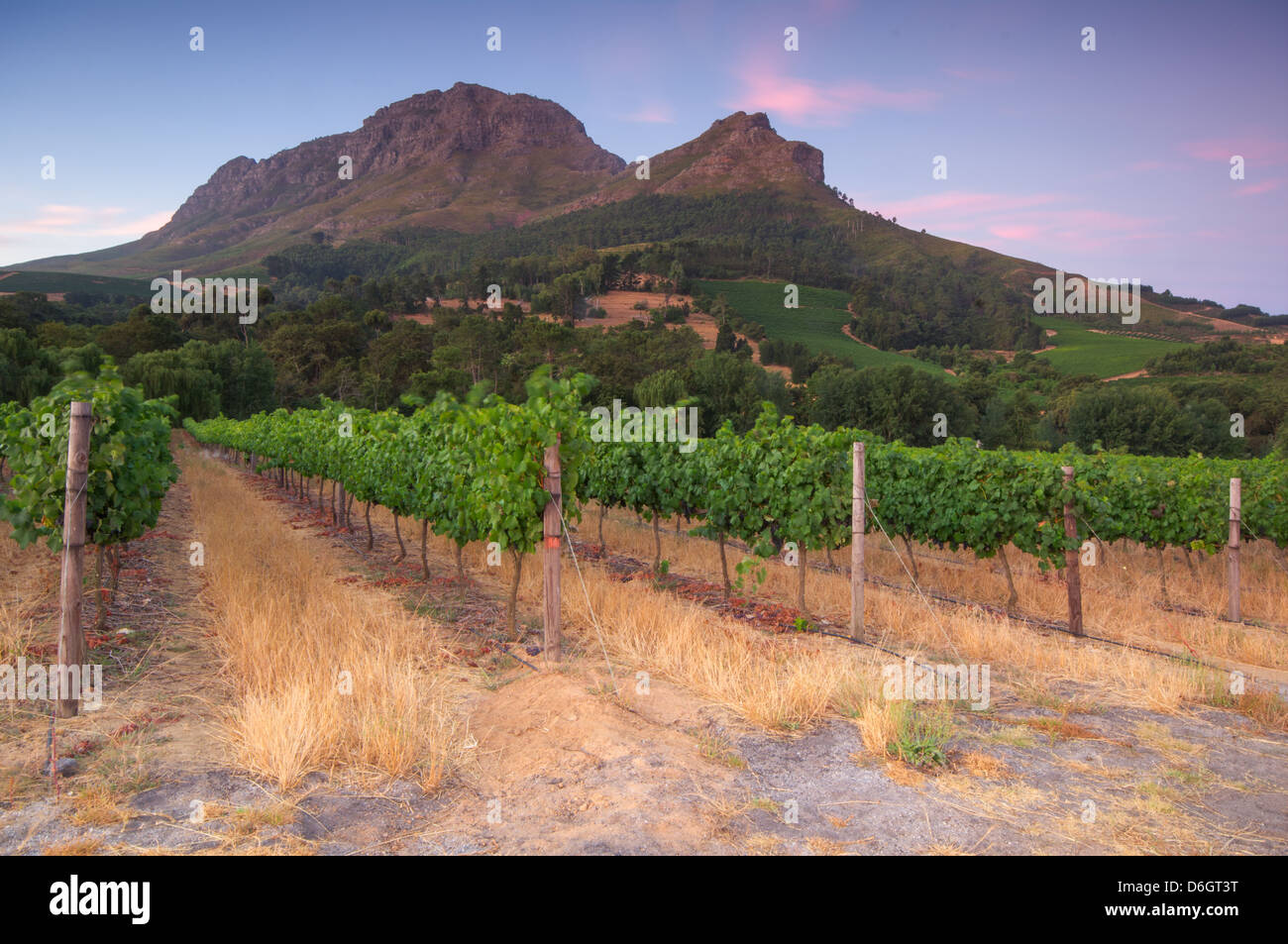 Coucher de soleil sur un vignoble avec la Montagne de la table en arrière-plan, Stellenbosch, Cape Winelands, Western Cape, Afrique du Sud Banque D'Images