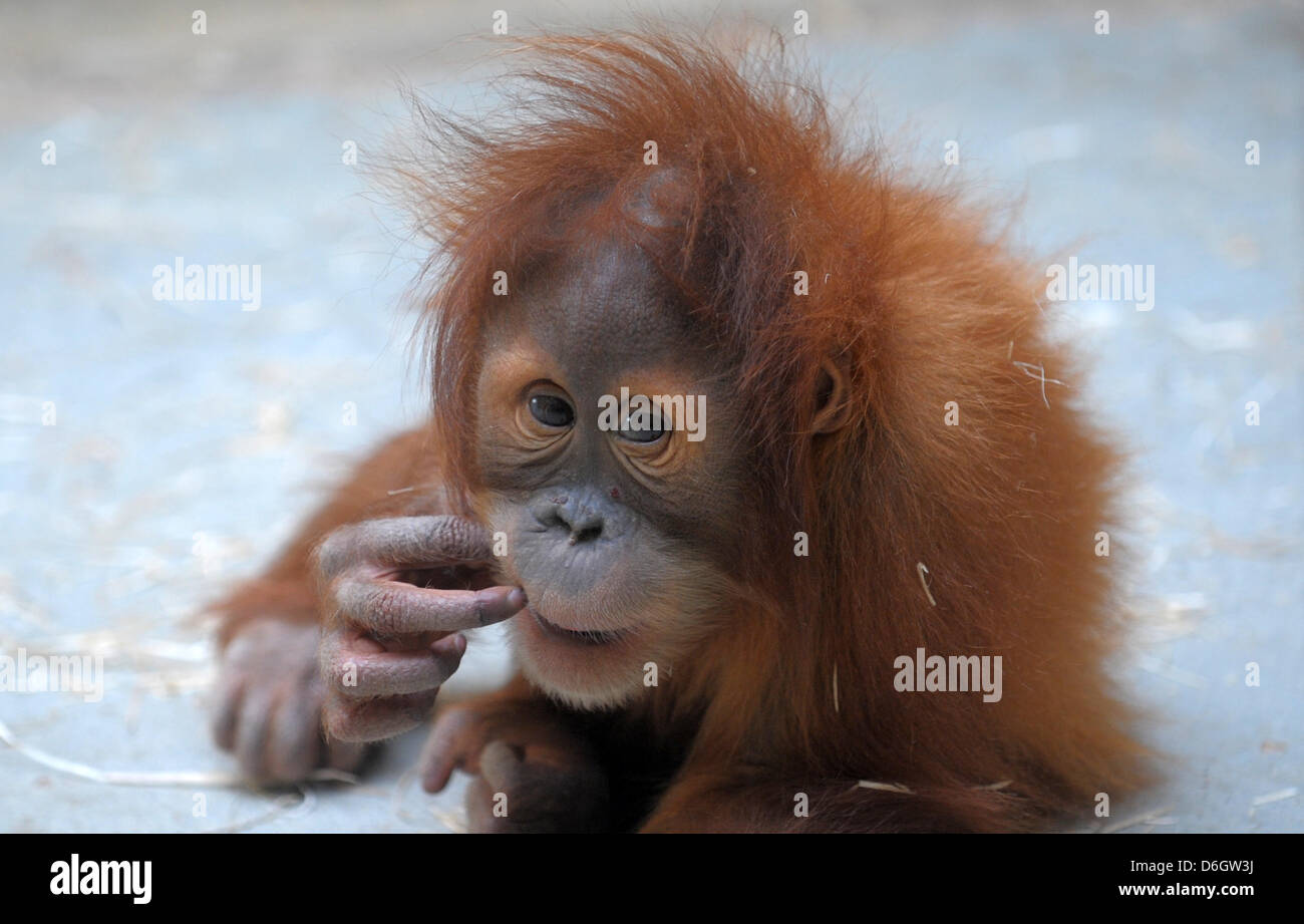 Garçon de Orangutan Duran joue dans le zoo sur son deuxième anniversaire à Dresde, Allemagne, 30 janvier 2012. Sa naissance était une sensation, parce que sa mère avait 36 ans. En outre, elle n'avait pas de contact direct, le père de Duran ot sauf à travers les barreaux de l'extérieur du boîtier. Photo : Matthias Hiekel Banque D'Images