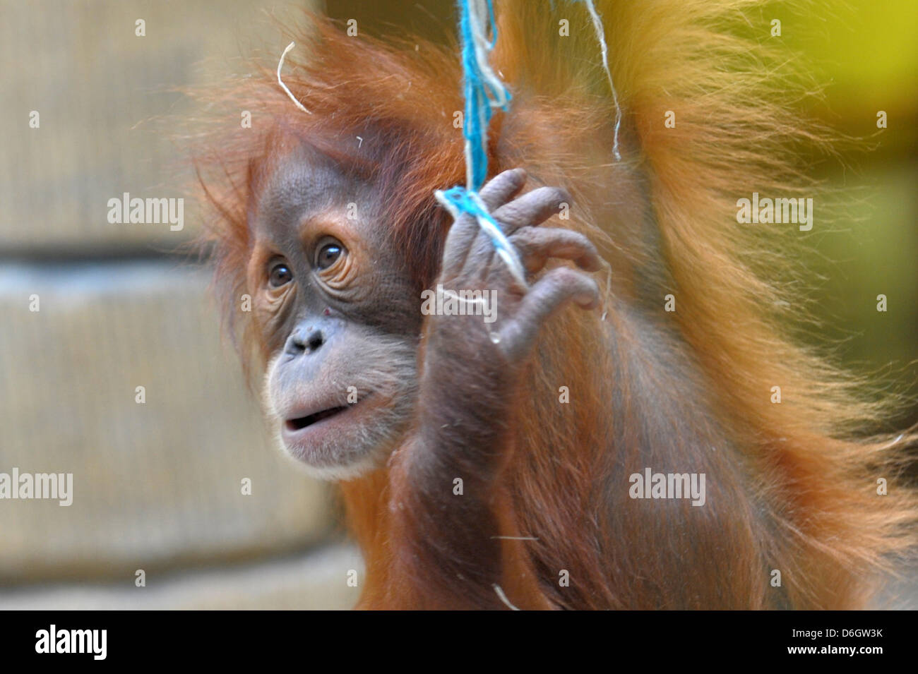 Garçon de Orangutan Duran joue dans le zoo sur son deuxième anniversaire à Dresde, Allemagne, 30 janvier 2012. Sa naissance était une sensation, parce que sa mère avait 36 ans. En outre, elle n'avait pas de contact direct, le père de Duran ot sauf à travers les barreaux de l'extérieur du boîtier. Photo : Matthias Hiekel Banque D'Images