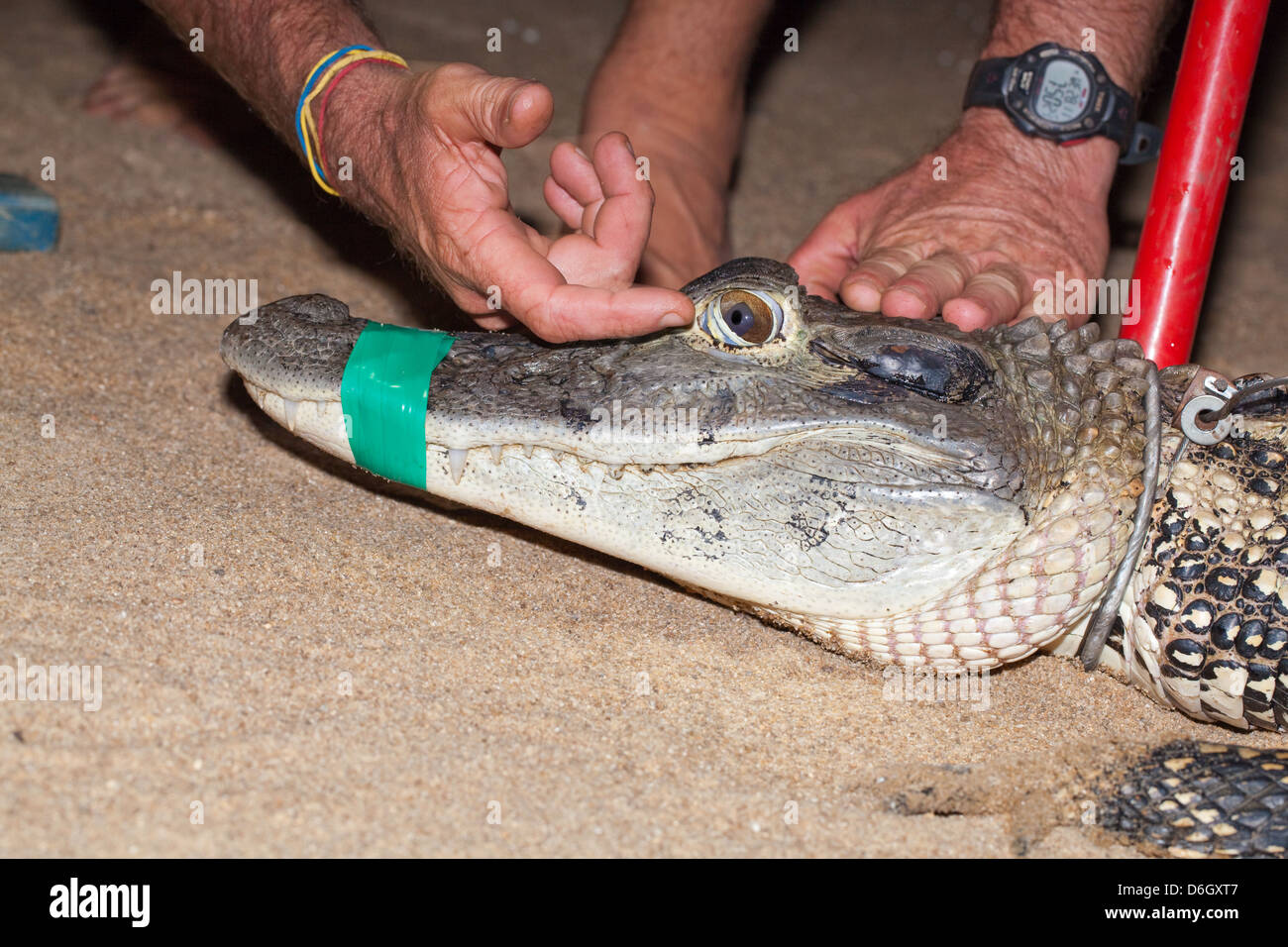 Caïman Noir (Melanosuchus niger). La tête. Jaws enregistré pour la sécurité des chercheur.doigt pointant troisième œil-couvercle, la membrane nictitante Banque D'Images