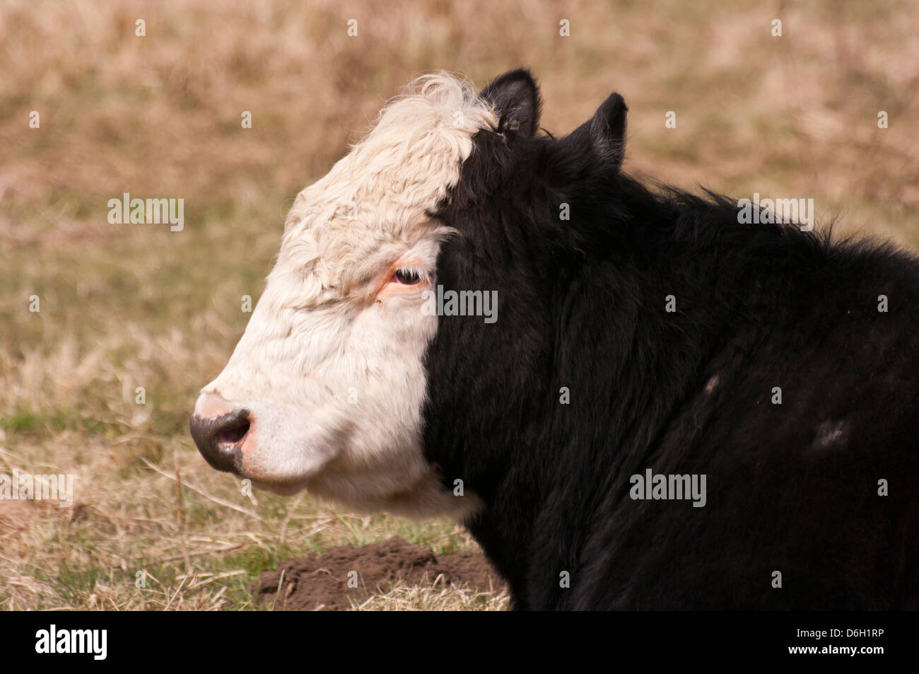 Une vache Hereford noir Banque D'Images