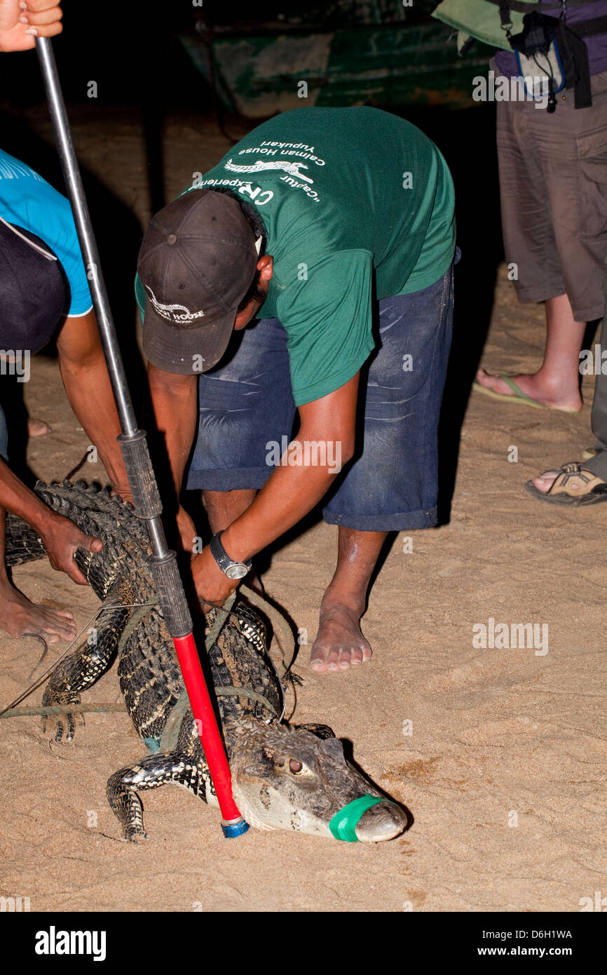 Caïman Noir (Melanosuchus niger). Rivière Rupununi. Spot-light, noosed par chercheur. La collecte des données de caiman. Banque D'Images