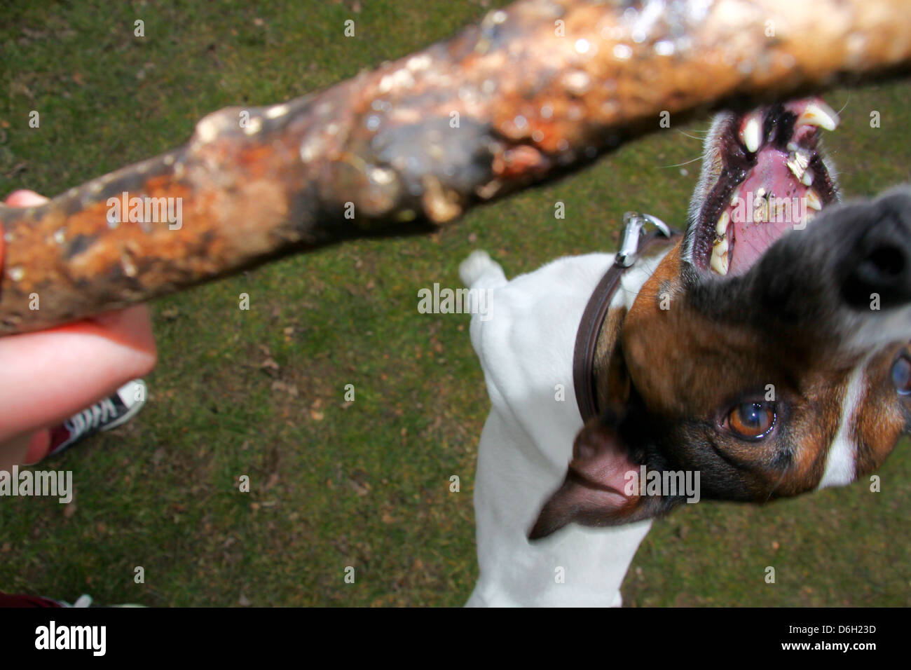 Jack Russell Animaux chien sautant de stick Banque D'Images
