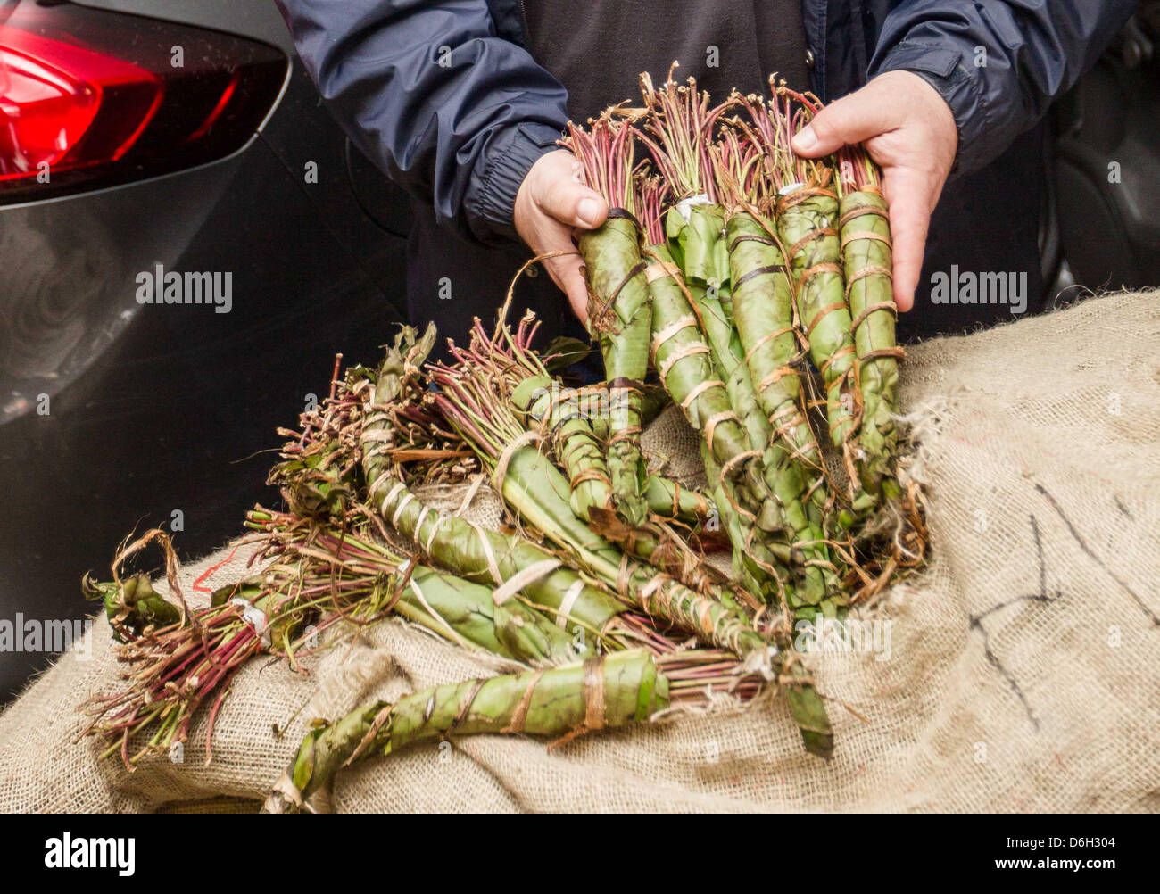 Un employé de la police détient des morceaux de la mastication du khat drogues confisquées à Hambourg, Allemagne, 29 février 2012. Un homme a été arrêté à Hambourg avec 700 kg de khat emballés dans des sacs de 75. La voiture a été remarqué par la police le mardi soir, parce que toutes les fenêtres étaient couvertes d'une couverture noire. Photo : RALF JAKOBS Banque D'Images