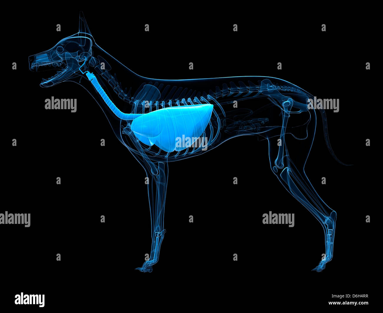 Système respiratoire du chien, artwork Photo Stock Alamy