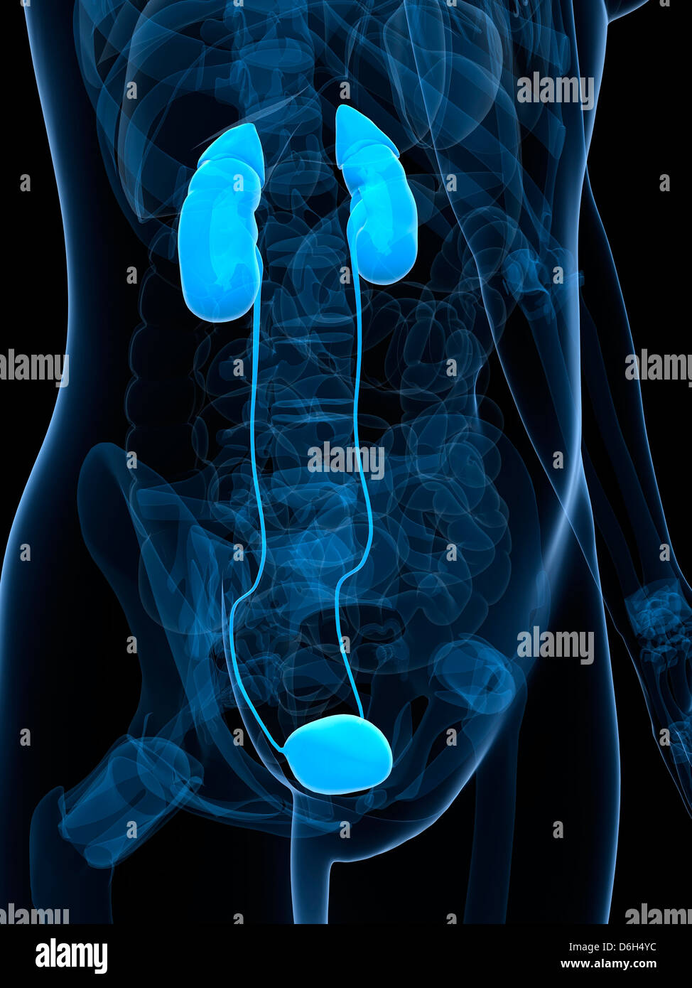 Syst me Urinaire F minin Banque D image Et Photos Alamy Syst me Urinaire F minin Banque D image Et Photos Alamy