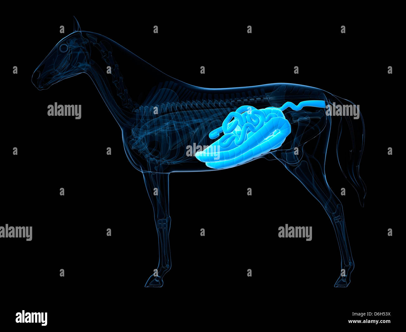 Appareil digestif cheval Banque de photographies et d'images à haute  résolution - Alamy