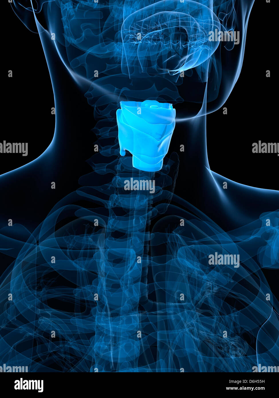 Larynx sain, artwork Banque D'Images