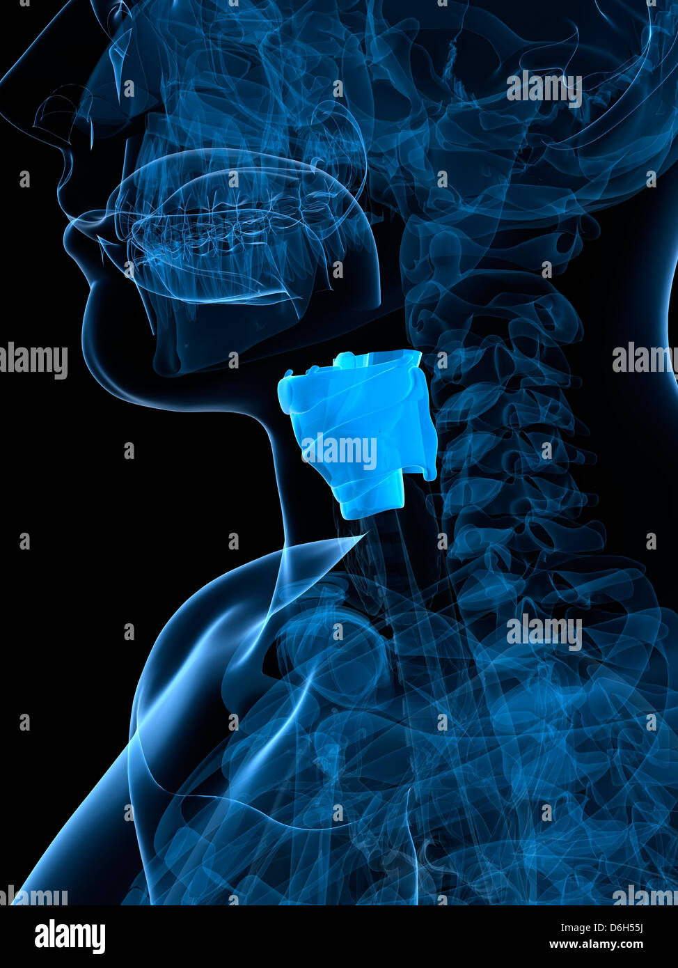 Larynx sain, artwork Banque D'Images